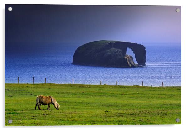 Dore Holm and Shetland Pony during Downpour Acrylic by Arterra 