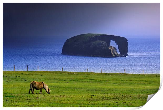 Dore Holm and Shetland Pony during Downpour Print by Arterra 