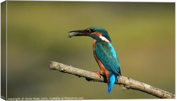 Mrs Kingfisher Canvas Print by Dave Burden