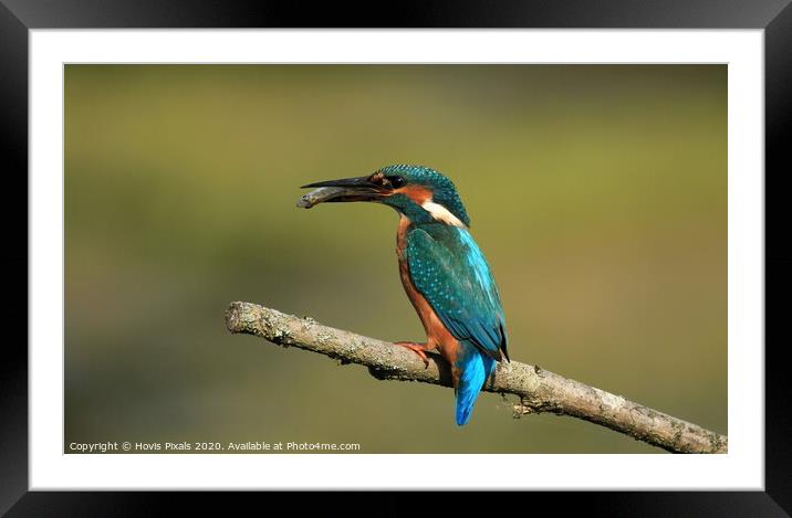 Mrs Kingfisher Framed Mounted Print by Dave Burden