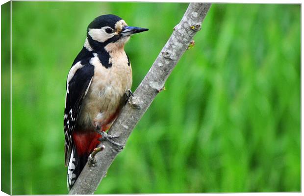 Great Spotted Woodpecker Canvas Print by Donna Collett