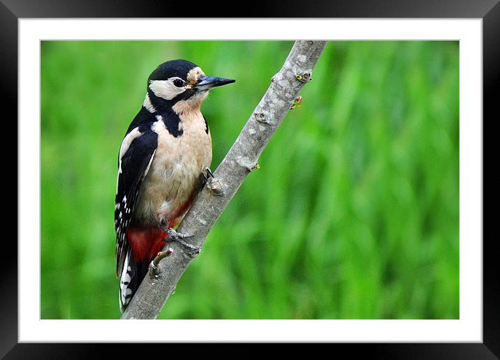 Great Spotted Woodpecker Framed Mounted Print by Donna Collett