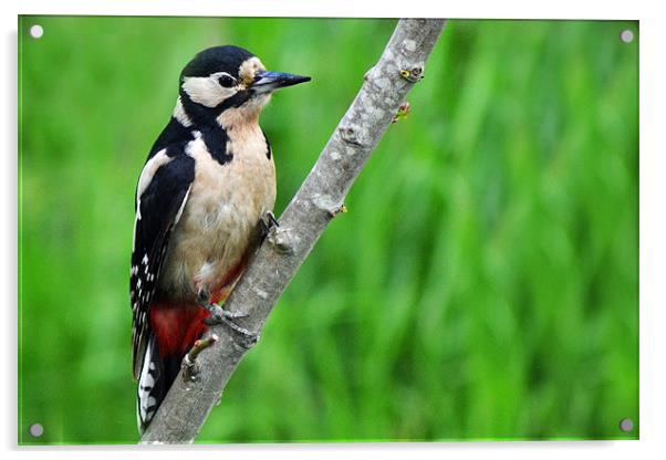 Great Spotted Woodpecker Acrylic by Donna Collett