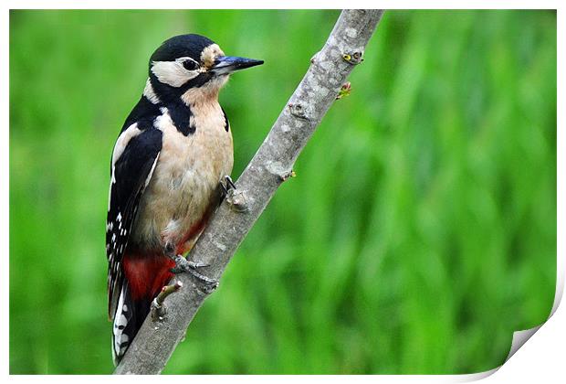Great Spotted Woodpecker Print by Donna Collett