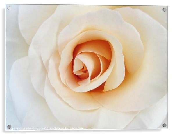 White Rose Acrylic by Stephen Oliver