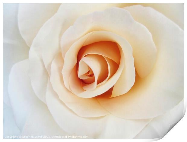 White Rose Print by Stephen Oliver