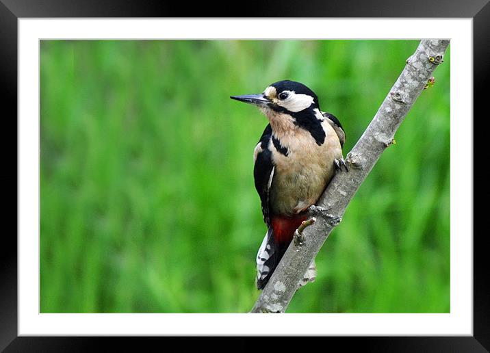 Great Spotted Woodpecker - Female Framed Mounted Print by Donna Collett