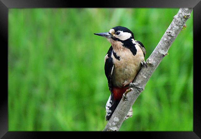 Great Spotted Woodpecker - Female Framed Print by Donna Collett