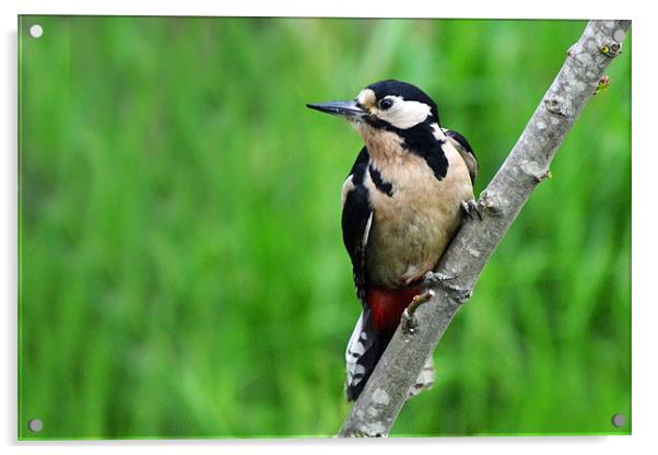 Great Spotted Woodpecker - Female Acrylic by Donna Collett