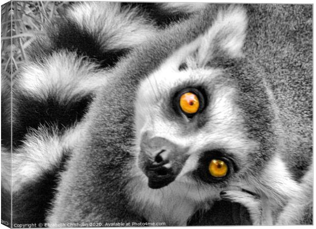 Portrait of a curious ring tailed lemur Canvas Print by Elizabeth Chisholm