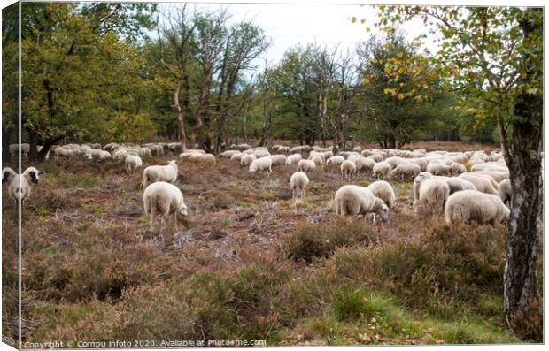  flock of sheep grazing on the veluwe Canvas Print by Chris Willemsen