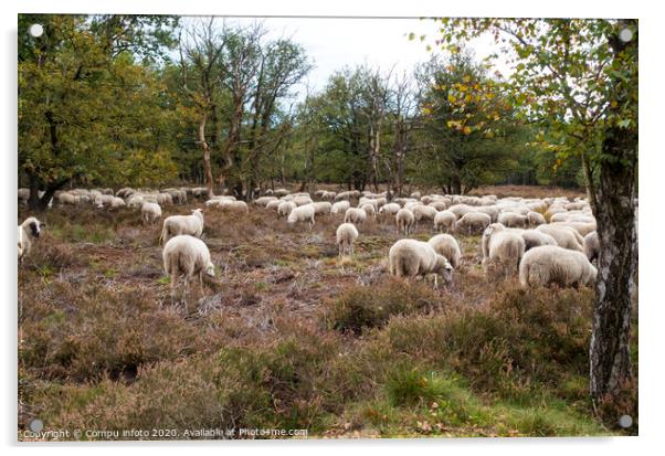  flock of sheep grazing on the veluwe Acrylic by Chris Willemsen