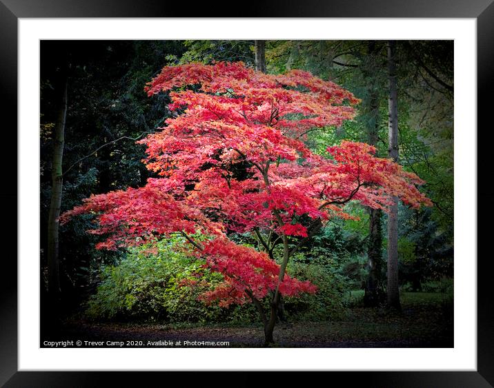 Down the Garden Path - 57 Framed Mounted Print by Trevor Camp