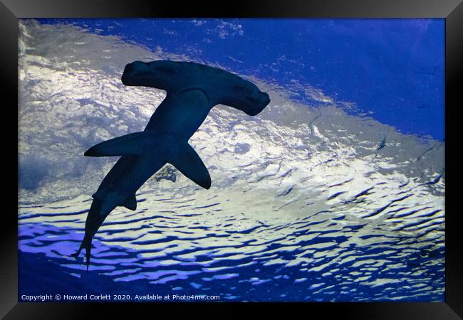 Hammerhead shark Framed Print by Howard Corlett