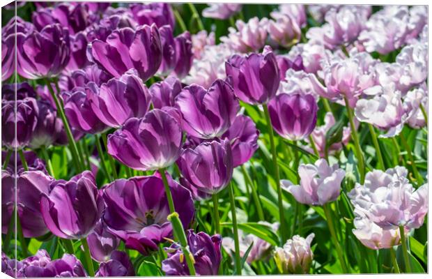 Purple and Pink Tulips Canvas Print by Arterra 