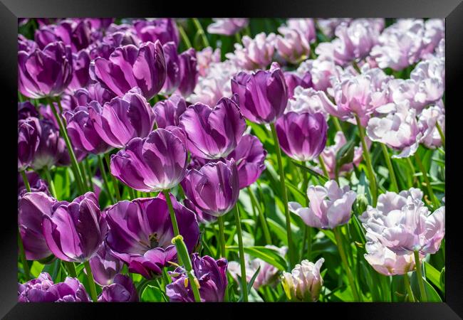 Purple and Pink Tulips Framed Print by Arterra 