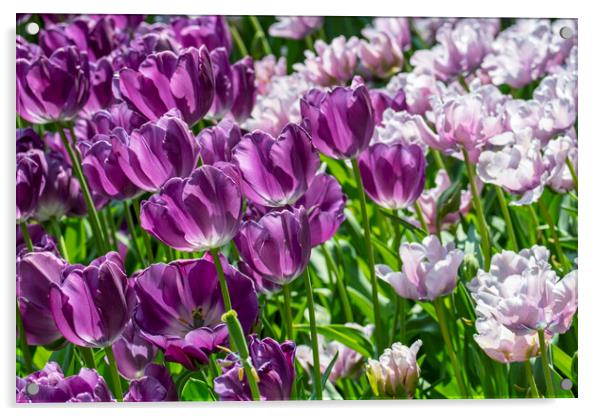 Purple and Pink Tulips Acrylic by Arterra 