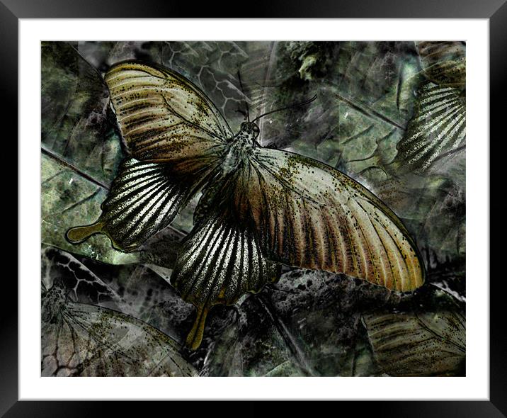 golden butterfly abstract Framed Mounted Print by Heather Newton