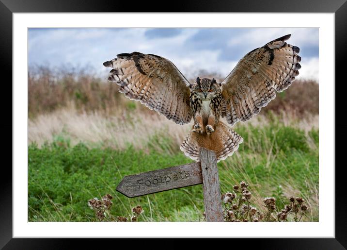 Eurasian Eagle Owl Landing on Signpost Framed Mounted Print by Arterra 