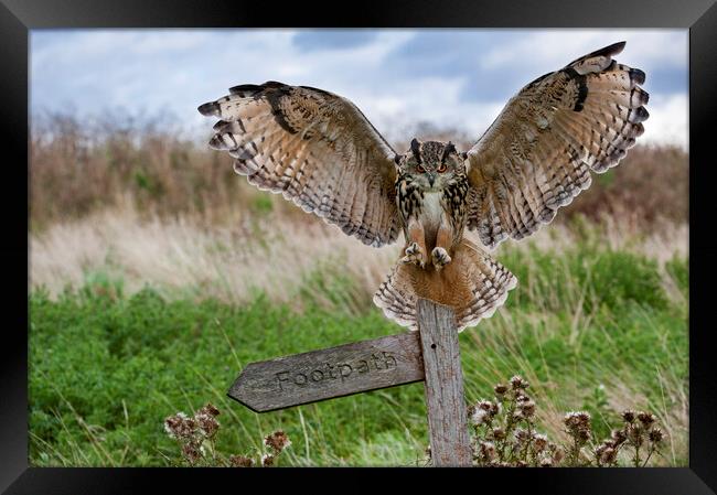 Eurasian Eagle Owl Landing on Signpost Framed Print by Arterra 