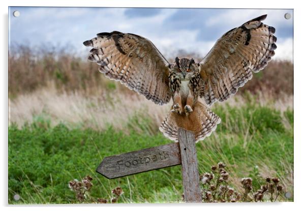 Eurasian Eagle Owl Landing on Signpost Acrylic by Arterra 