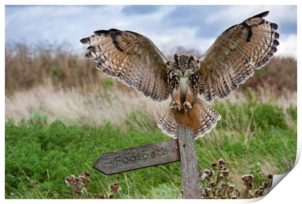 Eurasian Eagle Owl Landing on Signpost Print by Arterra 