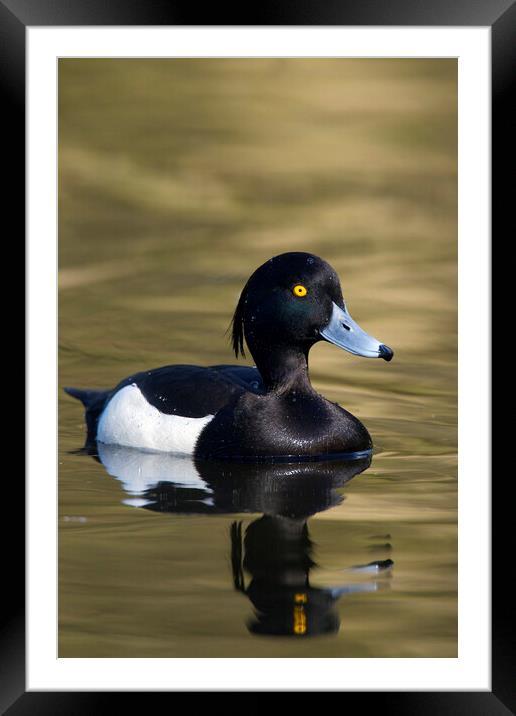 Tufted Duck Framed Mounted Print by Arterra 
