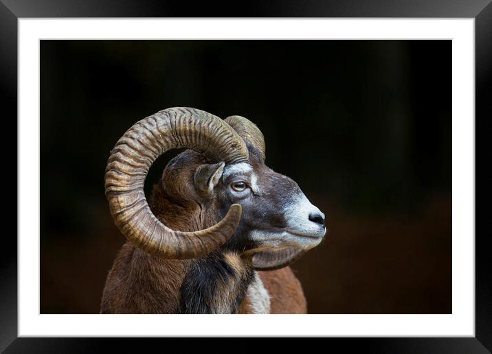 European Mouflon Framed Mounted Print by Arterra 