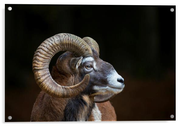 European Mouflon Acrylic by Arterra 