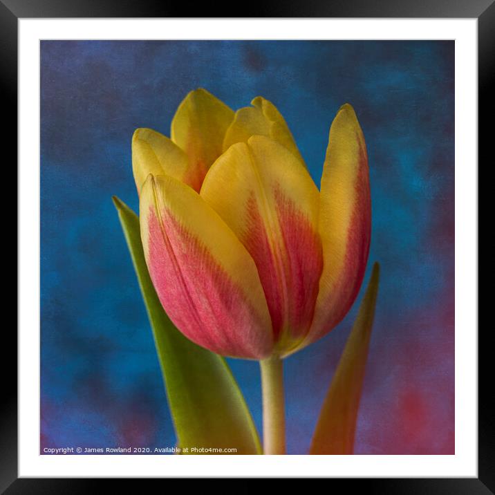 Yellow Tulip Framed Mounted Print by James Rowland