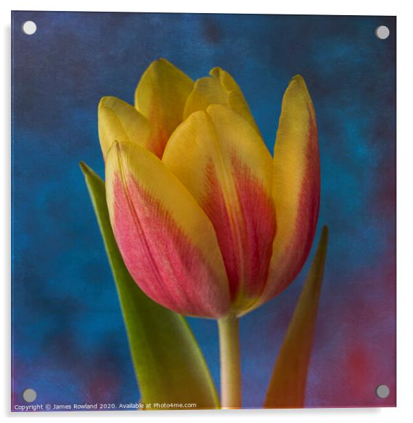 Yellow Tulip Acrylic by James Rowland