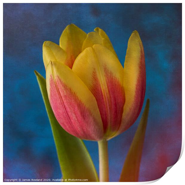 Yellow Tulip Print by James Rowland