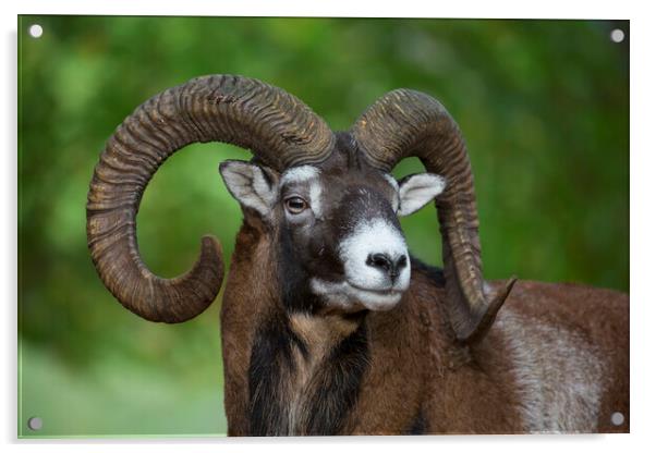 European Mouflon Ram Acrylic by Arterra 
