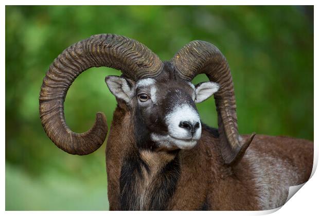 European Mouflon Ram Print by Arterra 