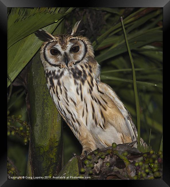 Striped owl sheltering in tree Framed Print by Craig Lapsley