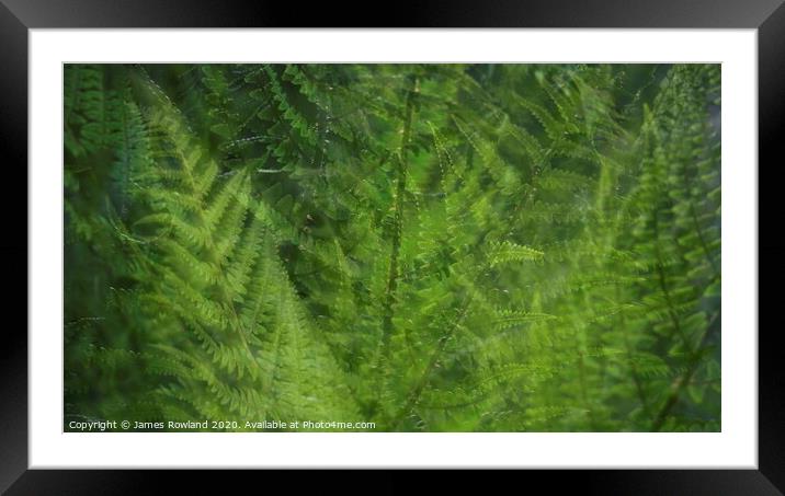 Ferntastic Framed Mounted Print by James Rowland