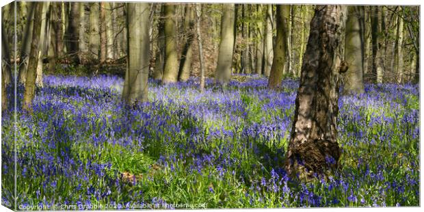 Blue Bells in Dukes Wood Canvas Print by Chris Drabble