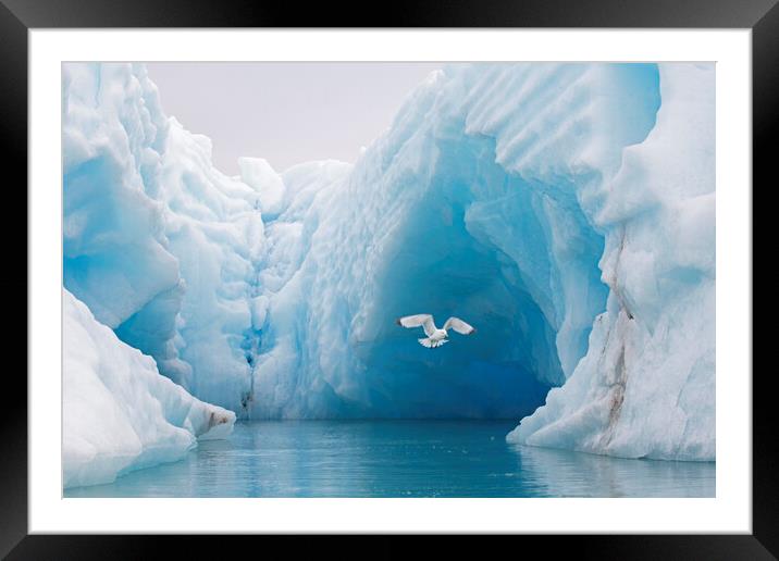 Black-Legged Kittiwake and Iceberg Framed Mounted Print by Arterra 