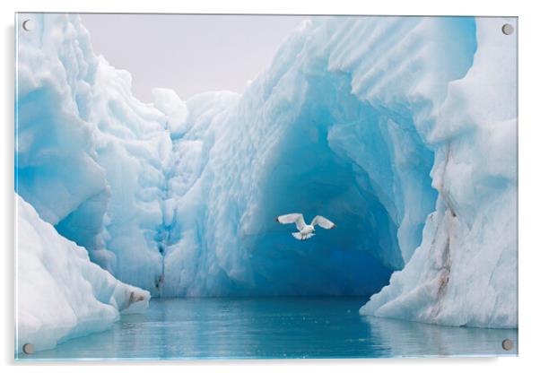 Black-Legged Kittiwake and Iceberg Acrylic by Arterra 