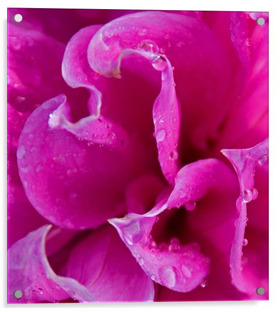 Rain drops on Petals Acrylic by Joyce Storey