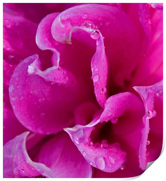 Rain drops on Petals Print by Joyce Storey