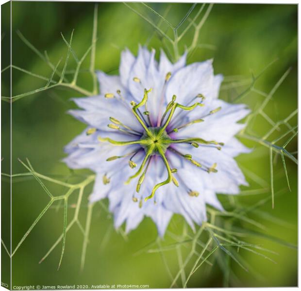 Love in a Mist Canvas Print by James Rowland
