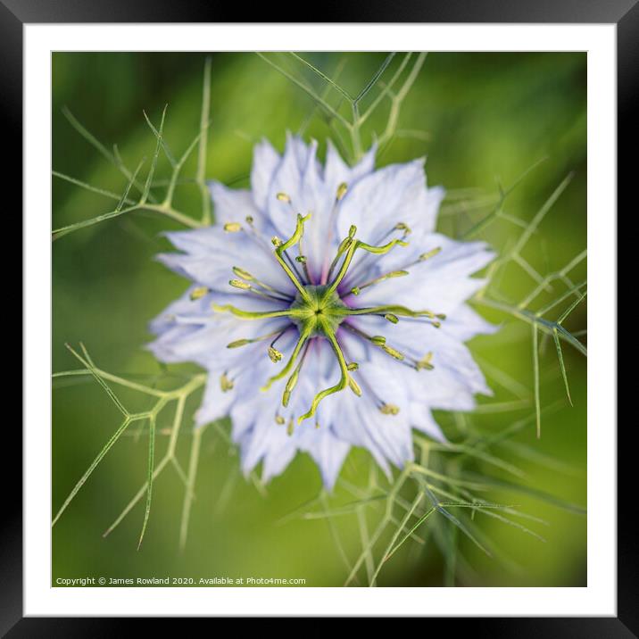 Love in a Mist Framed Mounted Print by James Rowland