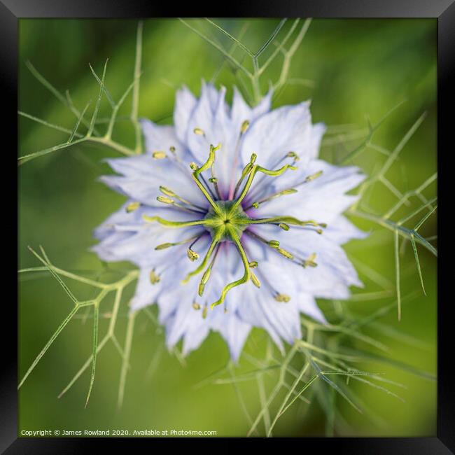 Love in a Mist Framed Print by James Rowland