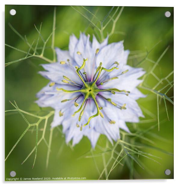 Love in a Mist Acrylic by James Rowland