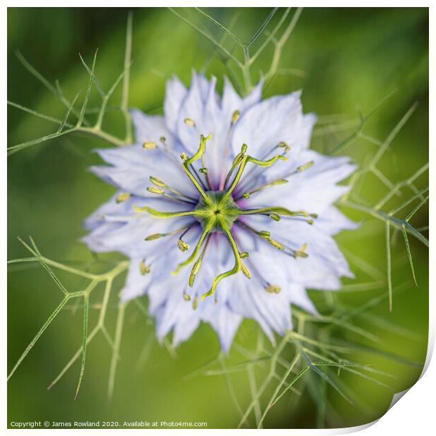 Love in a Mist Print by James Rowland