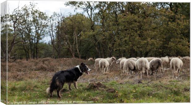 a border collie lies on the ground while herding a flock of sheep Canvas Print by Chris Willemsen