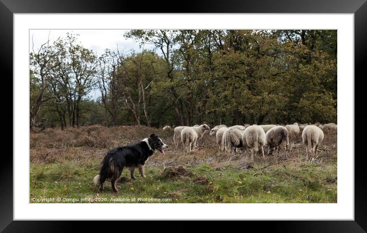 a border collie lies on the ground while herding a flock of sheep Framed Mounted Print by Chris Willemsen
