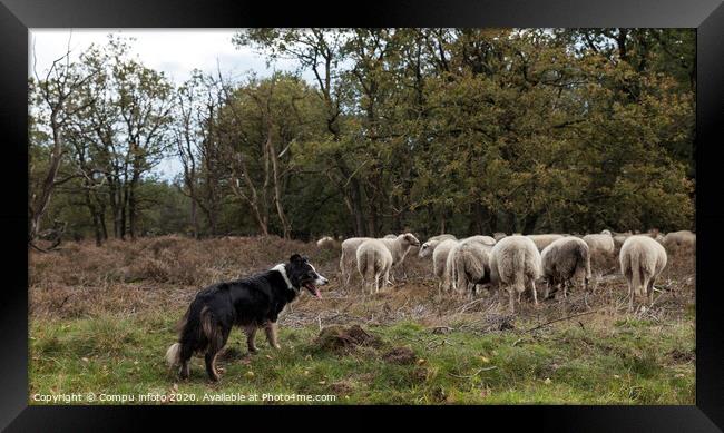 a border collie lies on the ground while herding a flock of sheep Framed Print by Chris Willemsen