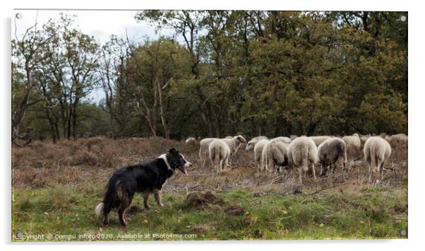 a border collie lies on the ground while herding a flock of sheep Acrylic by Chris Willemsen